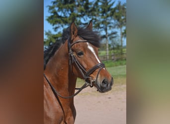 Sonstige Rassen, Stute, 7 Jahre, 147 cm, Brauner