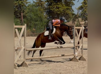 Sonstige Rassen, Stute, 7 Jahre, 147 cm, Dunkelbrauner