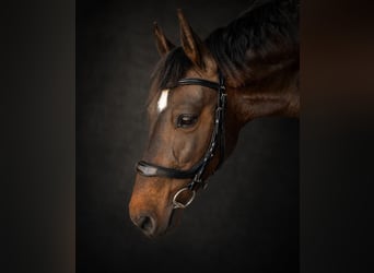 Sonstige Rassen, Stute, 7 Jahre, 147 cm, Dunkelbrauner