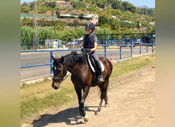 Sonstige Rassen, Stute, 7 Jahre, 147 cm, Dunkelbrauner