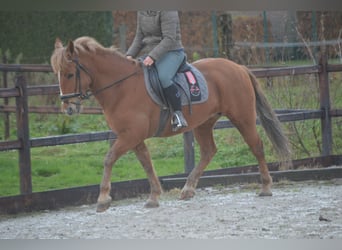 Sonstige Rassen, Stute, 7 Jahre, 147 cm, Fuchs