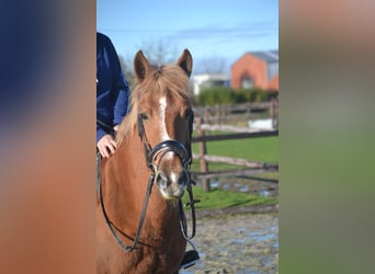 Sonstige Rassen, Stute, 7 Jahre, 147 cm, Fuchs
