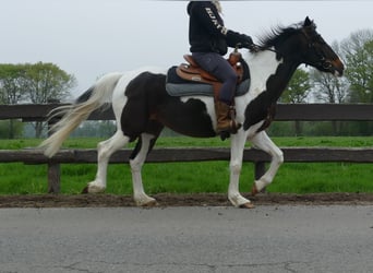 Sonstige Rassen, Stute, 7 Jahre, 147 cm, Schecke