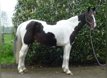 Sonstige Rassen, Stute, 7 Jahre, 147 cm, Schecke