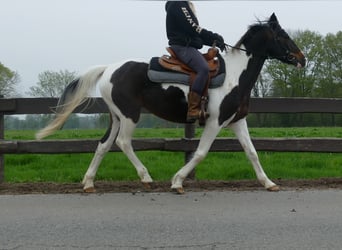 Sonstige Rassen, Stute, 7 Jahre, 147 cm, Schecke