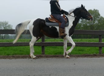 Sonstige Rassen, Stute, 7 Jahre, 147 cm, Schecke