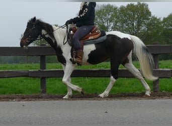 Sonstige Rassen, Stute, 7 Jahre, 147 cm, Schecke