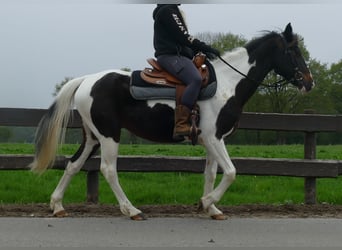 Sonstige Rassen, Stute, 7 Jahre, 147 cm, Schecke