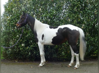Sonstige Rassen, Stute, 7 Jahre, 147 cm, Schecke