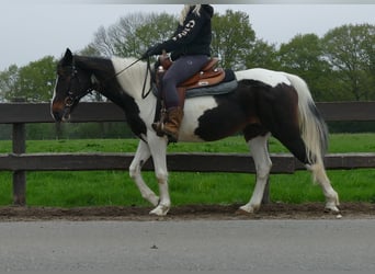 Sonstige Rassen, Stute, 7 Jahre, 147 cm, Schecke