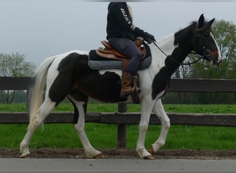 Sonstige Rassen, Stute, 7 Jahre, 147 cm, Schecke