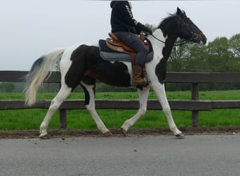 Sonstige Rassen, Stute, 7 Jahre, 147 cm, Schecke