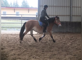 Sonstige Rassen Mix, Stute, 7 Jahre, 149 cm, Hellbrauner