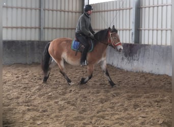 Sonstige Rassen Mix, Stute, 7 Jahre, 149 cm, Hellbrauner