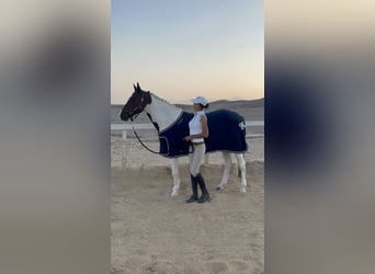 Sonstige Rassen, Stute, 7 Jahre, 149 cm, Schecke