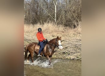 Sonstige Rassen Mix, Stute, 7 Jahre, 150 cm, Dunkelfuchs