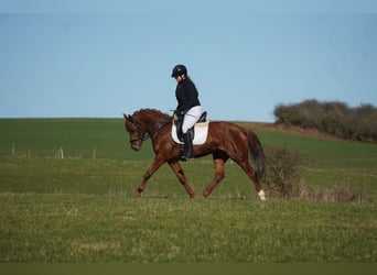 Sonstige Rassen, Stute, 7 Jahre, 152 cm, Dunkelfuchs