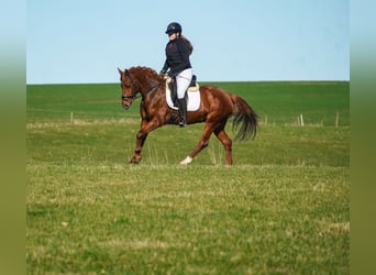 Sonstige Rassen, Stute, 7 Jahre, 152 cm, Dunkelfuchs