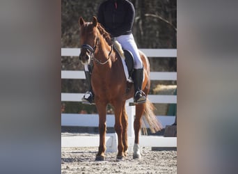 Sonstige Rassen, Stute, 7 Jahre, 152 cm, Dunkelfuchs