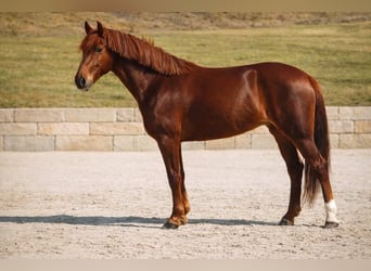 Sonstige Rassen, Stute, 7 Jahre, 152 cm, Dunkelfuchs