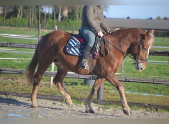 Sonstige Rassen, Stute, 7 Jahre, 152 cm, Fuchs