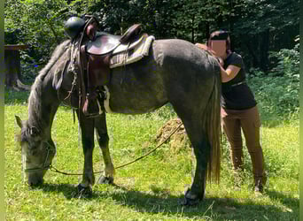 Sonstige Rassen Mix, Stute, 7 Jahre, 152 cm, Rotschimmel