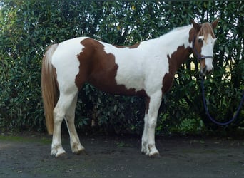 Sonstige Rassen, Stute, 7 Jahre, 152 cm, Schecke