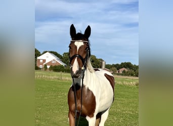 Sonstige Rassen, Stute, 7 Jahre, 154 cm, Schecke