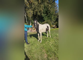 Sonstige Rassen Mix, Stute, 7 Jahre, 155 cm, Schecke