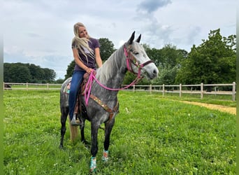 Sonstige Rassen, Stute, 7 Jahre, 156 cm, Apfelschimmel