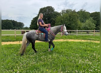 Sonstige Rassen, Stute, 7 Jahre, 156 cm, Apfelschimmel