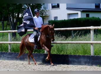 Sonstige Rassen, Stute, 7 Jahre, 156 cm, Dunkelfuchs