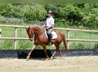 Sonstige Rassen, Stute, 7 Jahre, 156 cm, Dunkelfuchs