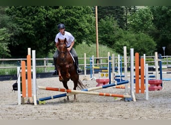 Sonstige Rassen, Stute, 7 Jahre, 156 cm, Dunkelfuchs