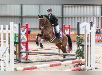 Sonstige Rassen, Stute, 7 Jahre, 157 cm, Rotbrauner