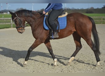 Sonstige Rassen, Stute, 7 Jahre, 158 cm, Brauner