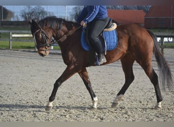 Sonstige Rassen, Stute, 7 Jahre, 158 cm, Brauner