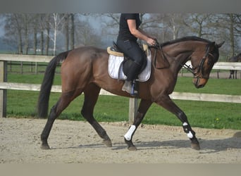 Sonstige Rassen, Stute, 7 Jahre, 160 cm, Brauner