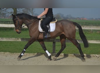 Sonstige Rassen, Stute, 7 Jahre, 160 cm, Brauner