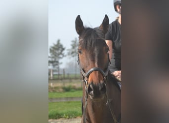 Sonstige Rassen, Stute, 7 Jahre, 160 cm, Brauner