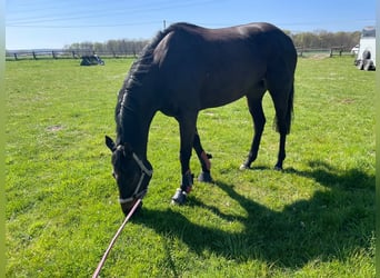 Sonstige Rassen, Stute, 7 Jahre, 160 cm, Dunkelbrauner