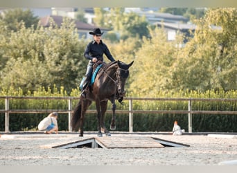 Sonstige Rassen, Stute, 7 Jahre, 160 cm, Rappe