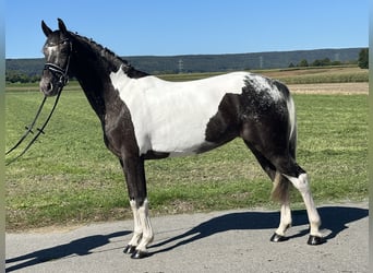 Sonstige Rassen Mix, Stute, 7 Jahre, 160 cm, Schecke