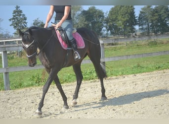 Sonstige Rassen, Stute, 7 Jahre, 167 cm, Schwarzbrauner