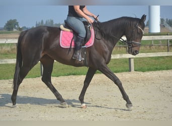 Sonstige Rassen, Stute, 7 Jahre, 167 cm, Schwarzbrauner