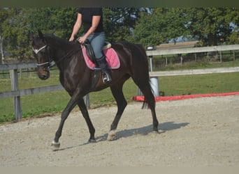Sonstige Rassen, Stute, 7 Jahre, 167 cm, Schwarzbrauner