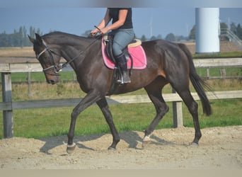 Sonstige Rassen, Stute, 7 Jahre, 167 cm, Schwarzbrauner