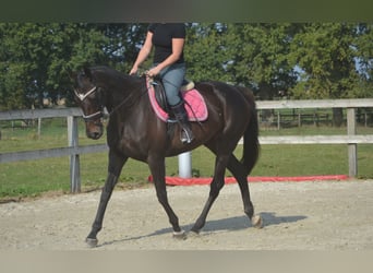 Sonstige Rassen, Stute, 7 Jahre, 167 cm, Schwarzbrauner
