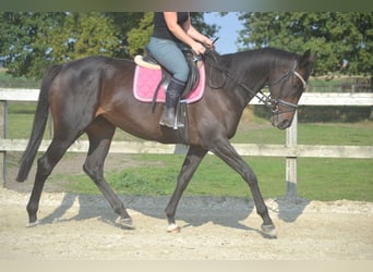 Sonstige Rassen, Stute, 7 Jahre, 167 cm, Schwarzbrauner