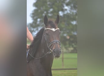 Sonstige Rassen, Stute, 7 Jahre, 167 cm, Schwarzbrauner